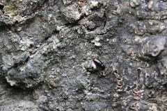 Teredidae