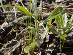 Gamochaeta calviceps