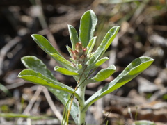 Gamochaeta calviceps