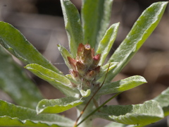 Gamochaeta calviceps