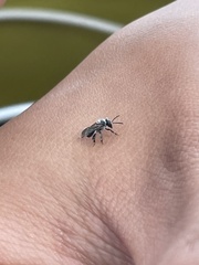 Tetragonula carbonaria