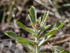 Gamochaeta calviceps