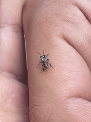 Tetragonula carbonaria