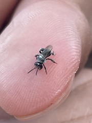 Tetragonula carbonaria