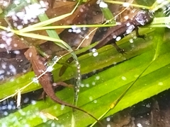 Paramesotriton hongkongensis
