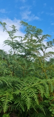 Pteridium aquilinum capense