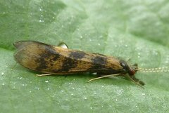 Mystacides longicornis