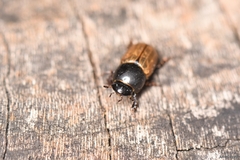 Aphodius foetidus