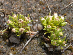 Siloxerus multiflorus