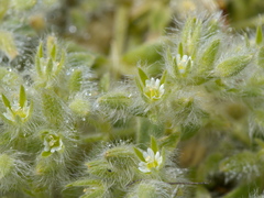 Cerastium comatum