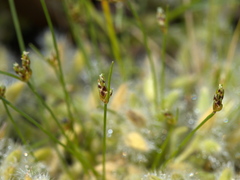 Isolepis levynsiana