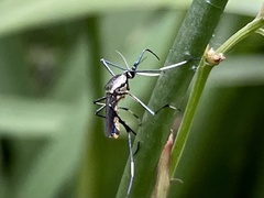 Toxorhynchites speciosus