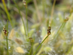 Isolepis levynsiana