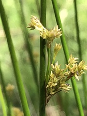 Juncus pallidus