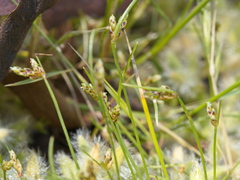 Isolepis levynsiana