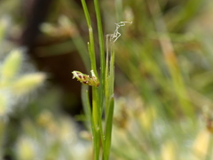 Isolepis levynsiana