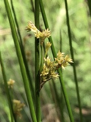Juncus pallidus
