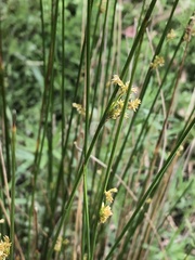 Juncus pallidus