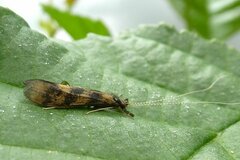 Mystacides longicornis