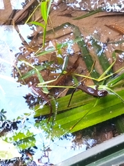 Paramesotriton hongkongensis