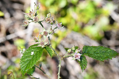 Rubus pinnatus