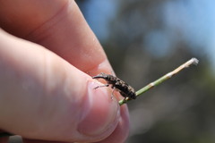 Isacantha punctirostris