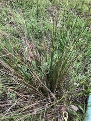 Juncus pallidus