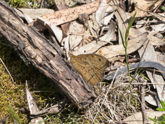 Heteronympha merope