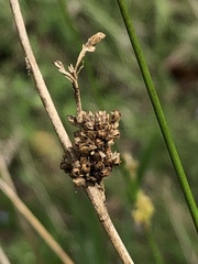 Juncus pallidus