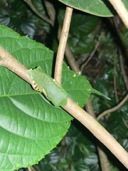 Callimedusa