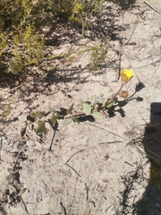 Arctotis angustifolia