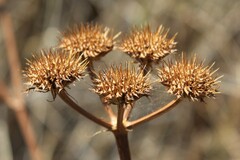 Oenanthe pimpinelloides