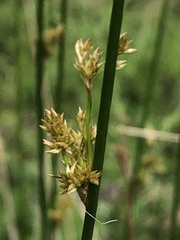 Juncus pallidus