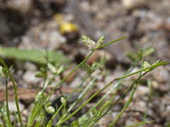 Isolepis levynsiana