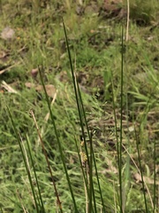 Juncus pallidus