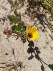 Arctotis angustifolia