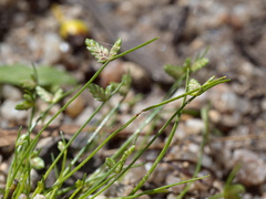 Isolepis levynsiana