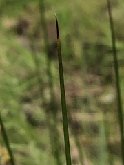 Juncus pallidus