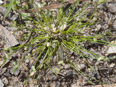 Isolepis levynsiana