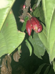 Theobroma cacao
