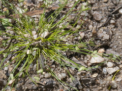 Isolepis levynsiana