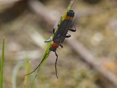 Chauliognathus tricolor