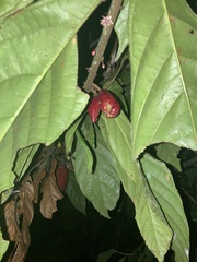 Theobroma cacao