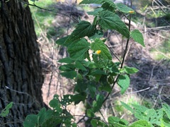 Abutilon oxycarpum