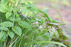 Rubus pinnatus