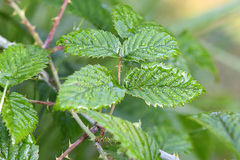 Rubus pinnatus
