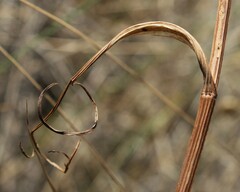 Oenanthe pimpinelloides