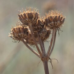 Oenanthe pimpinelloides