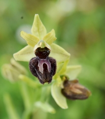 Ophrys sphegodes