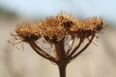 Oenanthe pimpinelloides